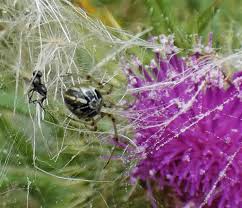 Attēlu rezultāti vaicājumam “Phylloneta cocoon”