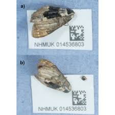 Attēlu rezultāti vaicājumam “Cosmorhoe ocellata”