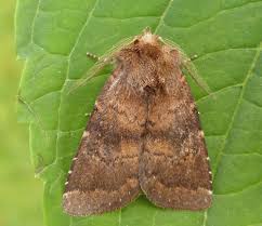 Attēlu rezultāti vaicājumam “Rusina ferruginea male”