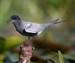 Attēlu rezultāti vaicājumam “Chlidonias niger”