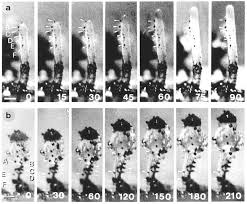 Attēlu rezultāti vaicājumam “Pilobolus crystallinus”