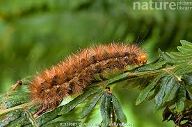 Attēlu rezultāti vaicājumam “Spilosoma lutea larva”