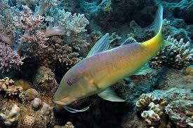 Image result for Parupeneus cyclostomus