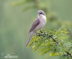 Attēlu rezultāti vaicājumam “Sylvia curruca”