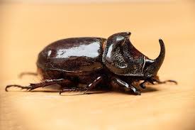 Attēlu rezultāti vaicājumam “Oryctes nasicornis”