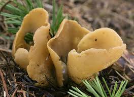 Attēlu rezultāti vaicājumam “Otidea leporina”