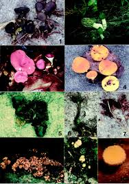 Attēlu rezultāti vaicājumam “Pseudoplectania nigrella”