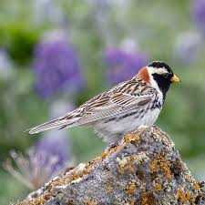 Image result for Calcarius lapponicus