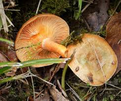 Attēlu rezultāti vaicājumam “Lactarius deterrimus”