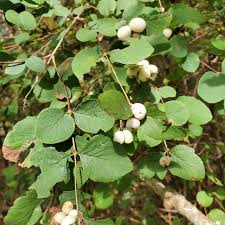 Attēlu rezultāti vaicājumam “Symphoricarpos albus”
