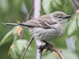 Attēlu rezultāti vaicājumam “Ptinus sp. female”