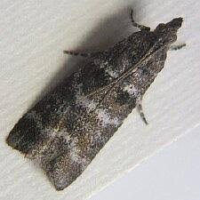 Attēlu rezultāti vaicājumam “Ortholepis betulae”