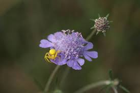 Image result for Scabiosa canescens