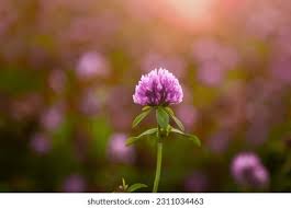 Attēlu rezultāti vaicājumam “Trifolium pratense flower”