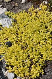 Attēlu rezultāti vaicājumam “Lysimachia nummularia flower”