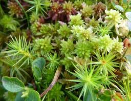 Attēlu rezultāti vaicājumam “Sphagnum angustifolium sporophyte”