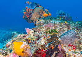 Resultado de imagen para cozumel dive