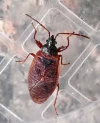 Attēlu rezultāti vaicājumam “Gastrodes grossipes”