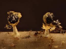 Attēlu rezultāti vaicājumam “Physarum melleum”