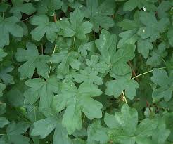 Attēlu rezultāti vaicājumam “Acer campestre leaf”