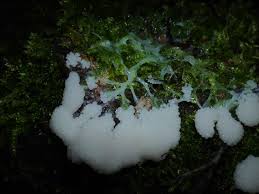 Attēlu rezultāti vaicājumam “Clastoderma debaryanum spores”