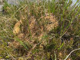 Attēlu rezultāti vaicājumam “Sphagnum austinii”