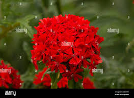 Image result for Lychnis chalcedonica `Dusky Salmon`