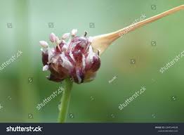 Attēlu rezultāti vaicājumam “Allium oleraceum bud”