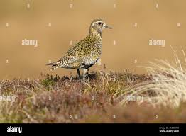 Attēlu rezultāti vaicājumam “Pluvialis apricaria adult”