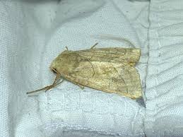 Attēlu rezultāti vaicājumam “Hydraecia micacea”