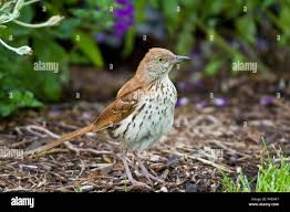 Image result for Toxostoma rufum