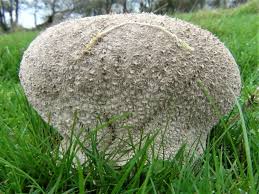 Attēlu rezultāti vaicājumam “Lycogala confusum macro”