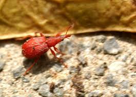 Attēlu rezultāti vaicājumam “Apion sp.”