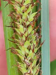 Attēlu rezultāti vaicājumam “Carex acutiformis leaf”