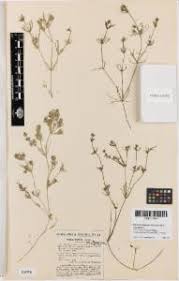 Attēlu rezultāti vaicājumam “Nitella flexilis”