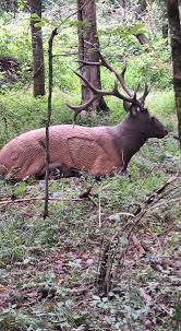 Image result for Old Oundle Bowman Archery Club