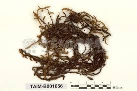 Attēlu rezultāti vaicājumam “Scorpidium scorpioides”