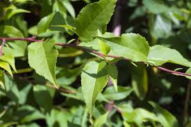 Attēlu rezultāti vaicājumam “Malus mandshurica”