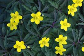 Attēlu rezultāti vaicājumam “Anemone ranunculoides”