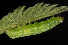 Attēlu rezultāti vaicājumam “Autographa excelsa”