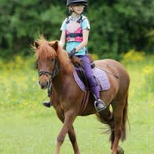 Image result for Weybridge Equestrian Centre