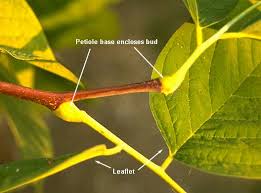 Attēlu rezultāti vaicājumam “Cladrastis kentukea leaf”