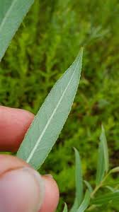 Attēlu rezultāti vaicājumam “Salix alba var. alba”