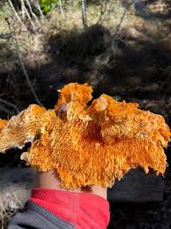 Attēlu rezultāti vaicājumam “Pycnoporellus alboluteus”