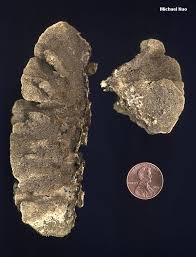 Attēlu rezultāti vaicājumam “Cerrena unicolor”