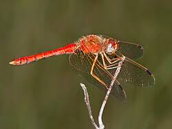 Attēlu rezultāti vaicājumam “Sympetrum”