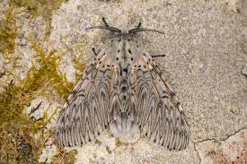 Attēlu rezultāti vaicājumam “Cerura vinula imago”