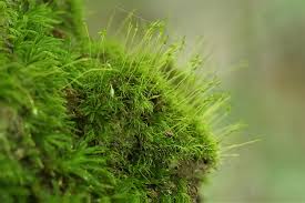 Attēlu rezultāti vaicājumam “Dicranella heteromalla sporophyte”