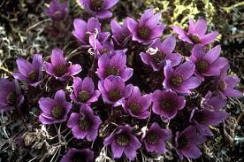 Image result for Anemonenarten