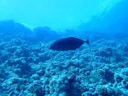 Image result for Pseudocaranx dentex